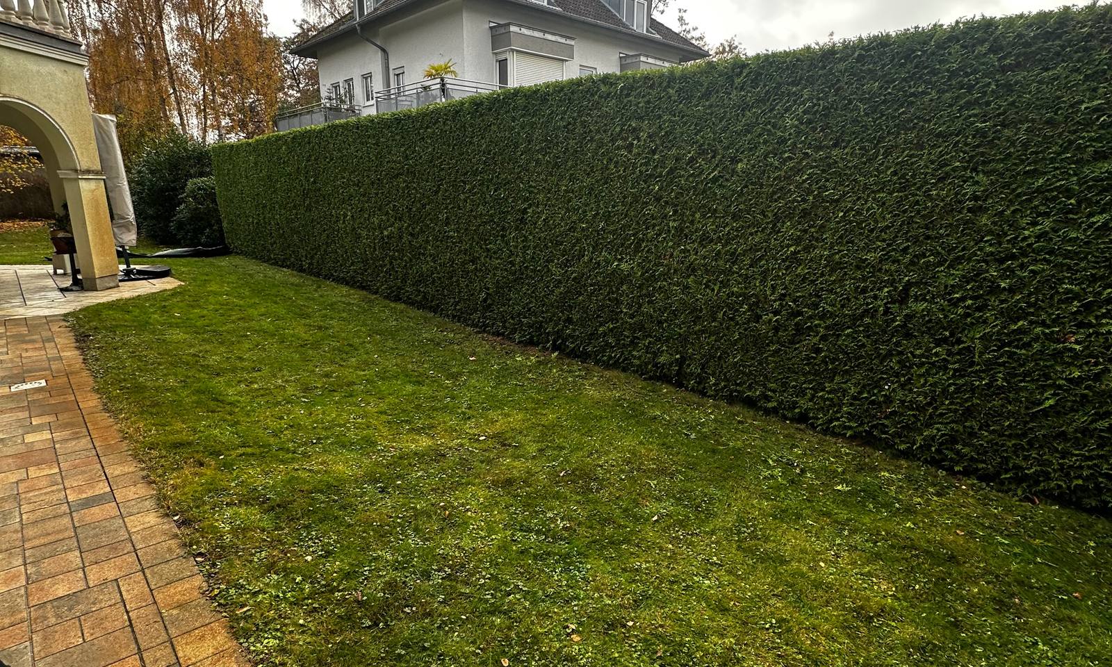 Lange Thujahecke direkt nach dem Schnitt, daneben gemähter Rasen.